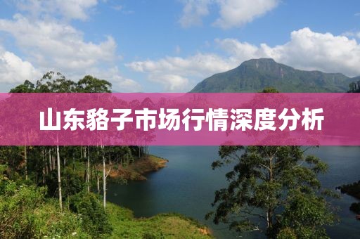 山東貉子市場行情深度分析