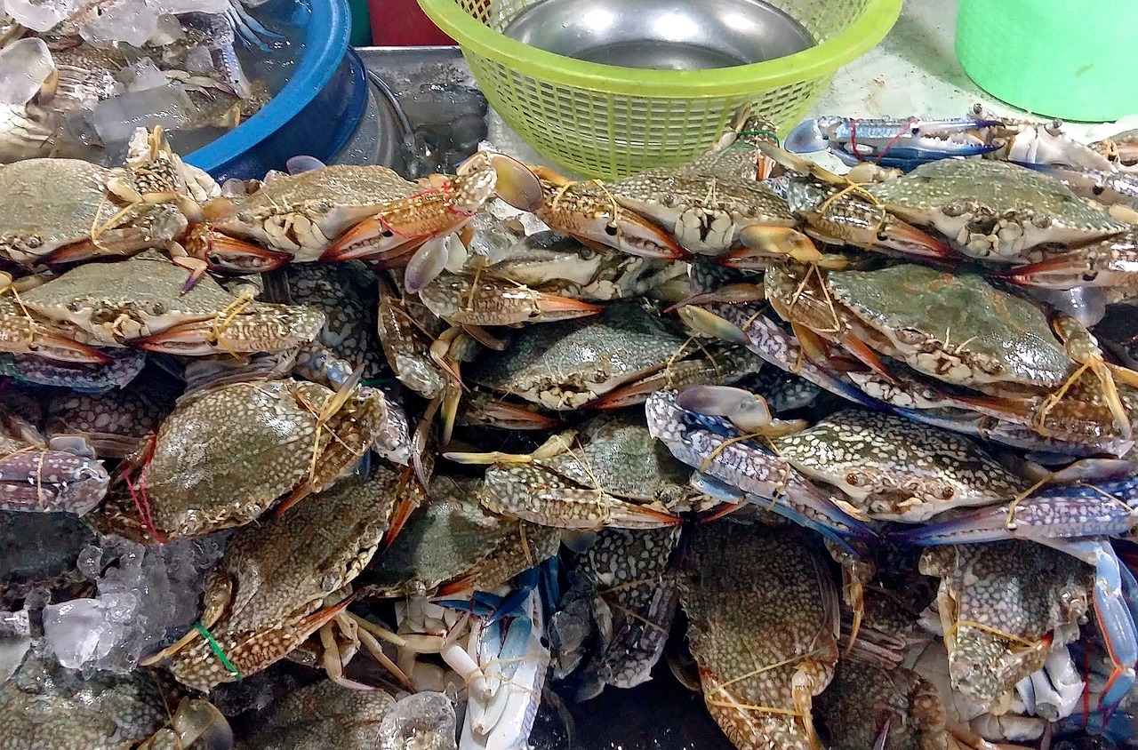 天鵬海鮮城最新報(bào)價(jià)，美食與服務(wù)品質(zhì)的完美融合