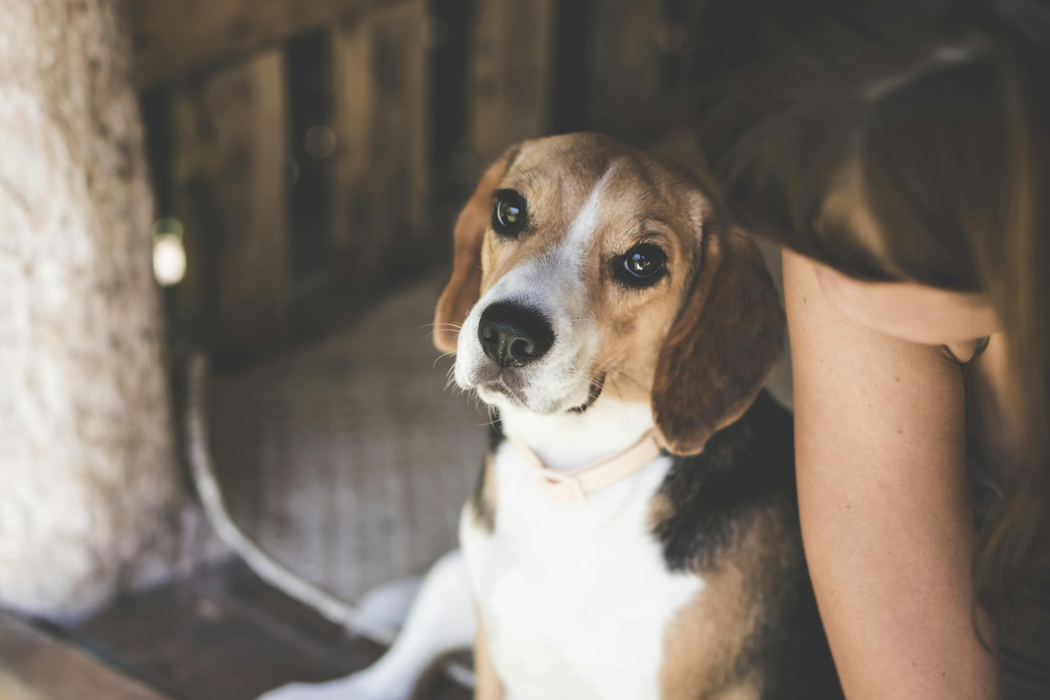 最新高加索犬斗毆視頻，激戰(zhàn)背后的犬界與人文思考