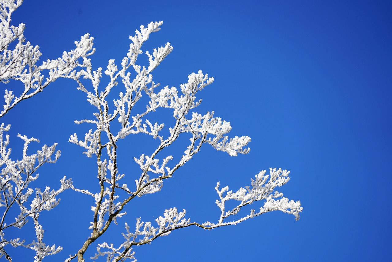 長春雪景驚艷，雪落滿城如詩如畫