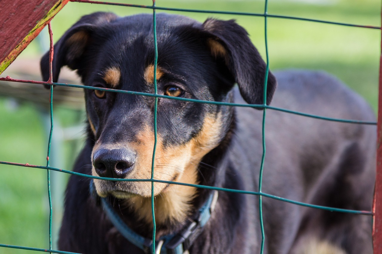 中型貴賓犬價(jià)格解析，影響因素與價(jià)格探討