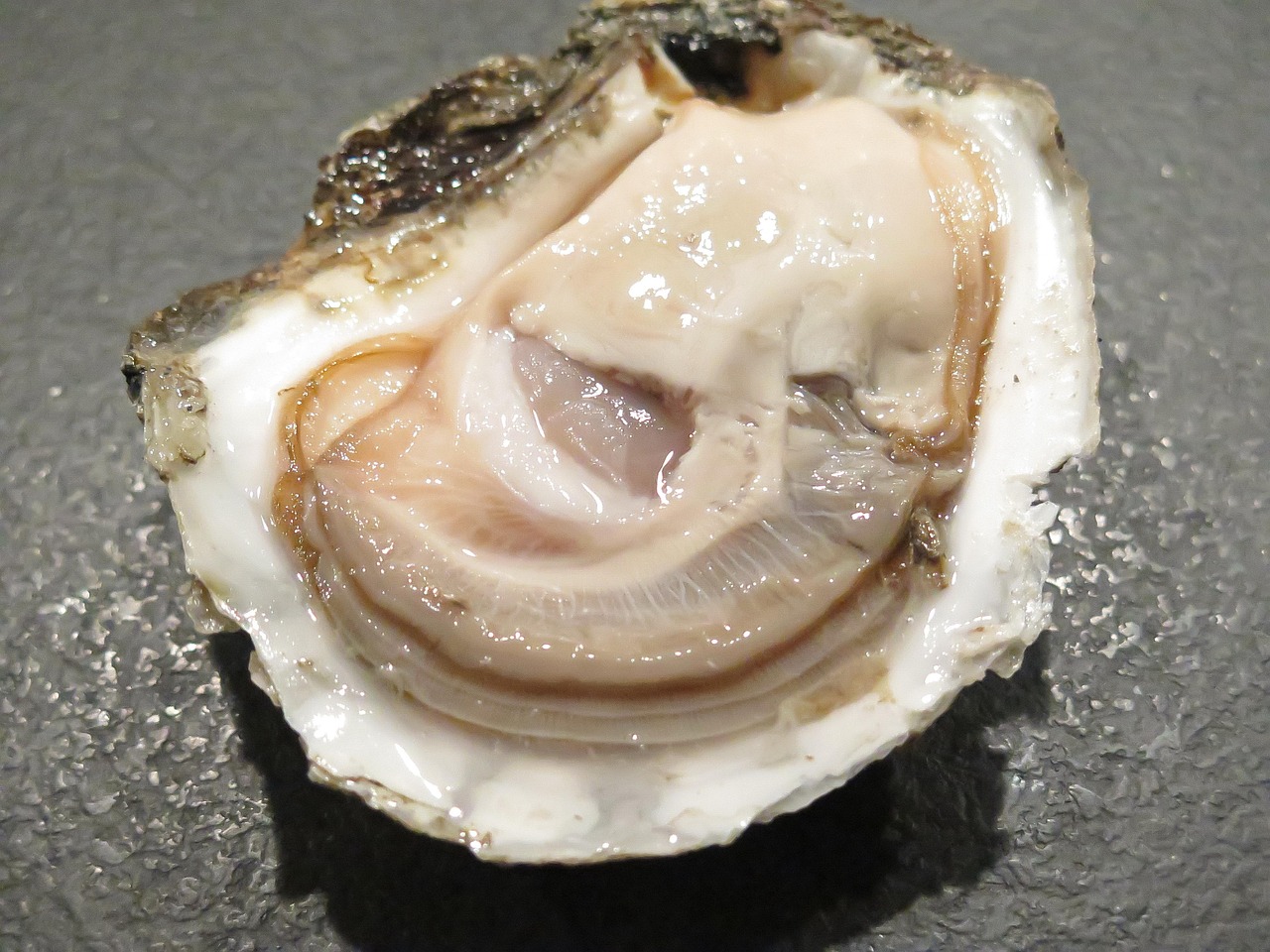 生蠔上市，美味盛宴與產(chǎn)業(yè)繁榮共舞盛宴時(shí)刻開(kāi)啟！