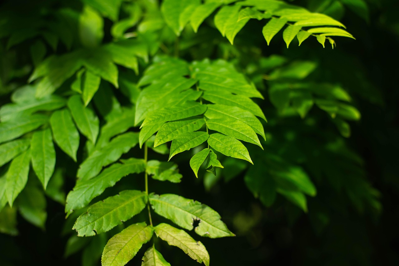 碧桂園森林城市最新動態(tài)揭秘，綠色生態(tài)人居新篇章