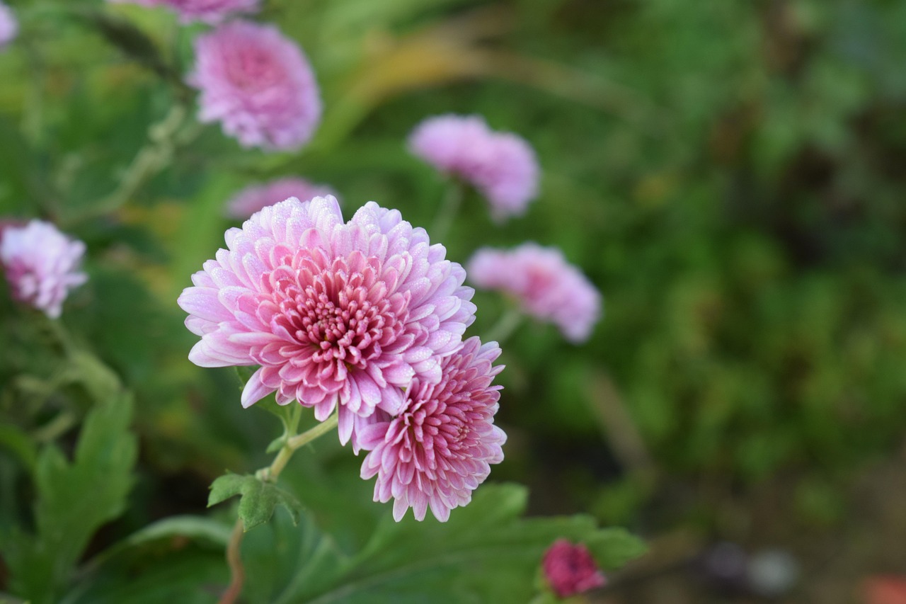中海花灣壹號(hào)新動(dòng)態(tài)，引領(lǐng)城市生活潮流新篇章