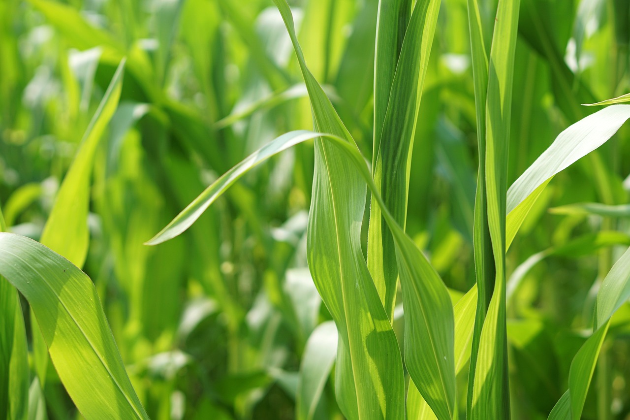 蒜苔批發(fā)價(jià)格最新行情及分析報(bào)告